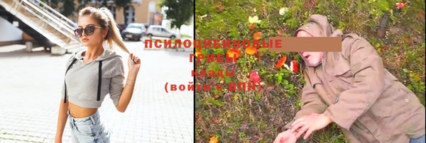 сатива Аркадак