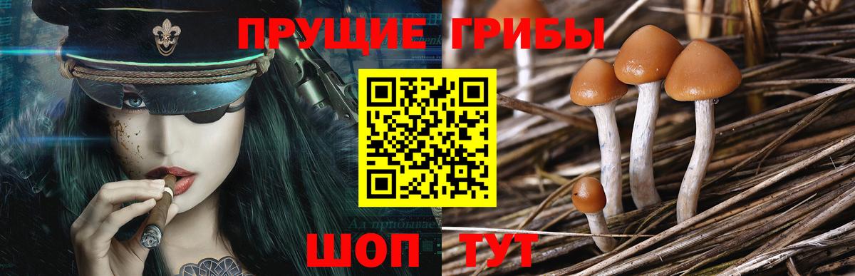 Псилоцибиновые грибы Psilocybe  Вход с VPN  Псилоцибиновые грибы Psilocybine cubensis  Волгодонск 